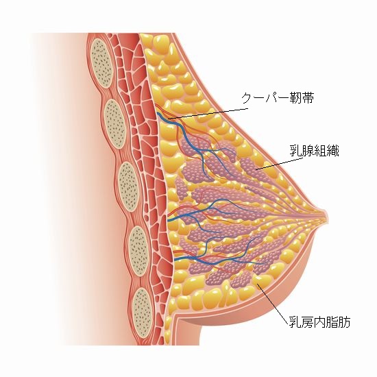 乳房断面図